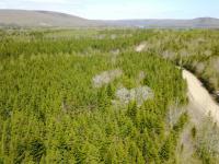 Minerva MacInnis | Cameron Road, Iron Mines, Nova Scotia B0E 2K0